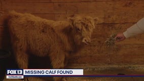 Missing mini Highland calf in Gig Harbor found