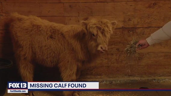 Missing mini Highland calf in Gig Harbor found