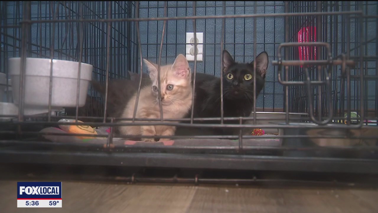 88 animals rescued from The Colony home