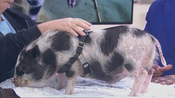 Checkers the baby pig is looking for his forever home!