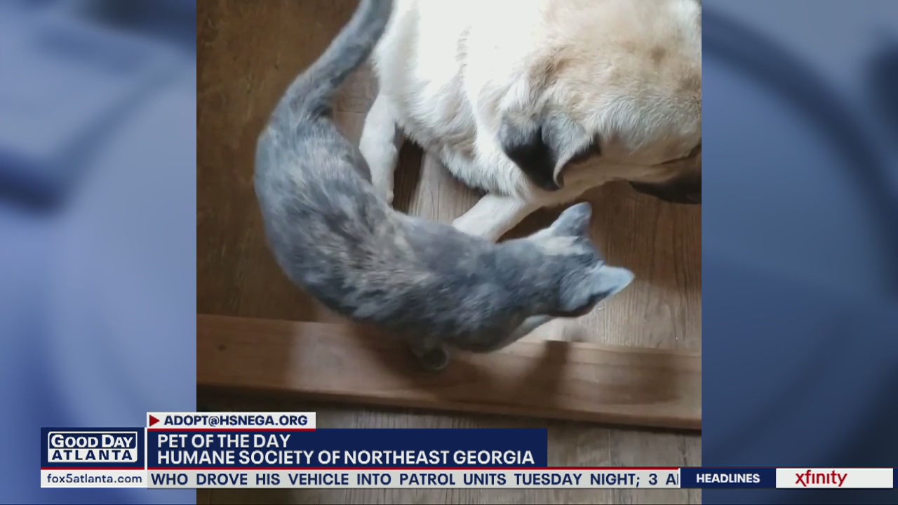 Pet of the Day with the Humane Society of Northeast Georgia