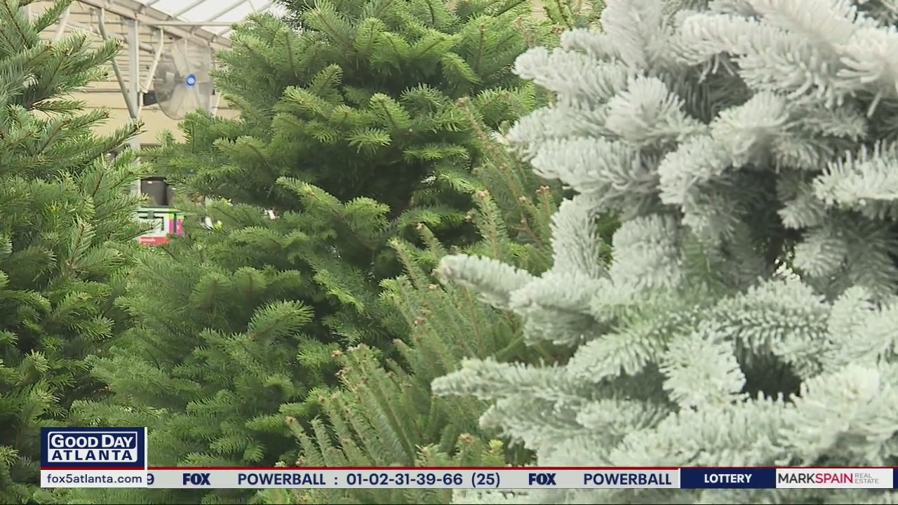What to look for when picking out your Christmas tree | FOX 5 Atlanta