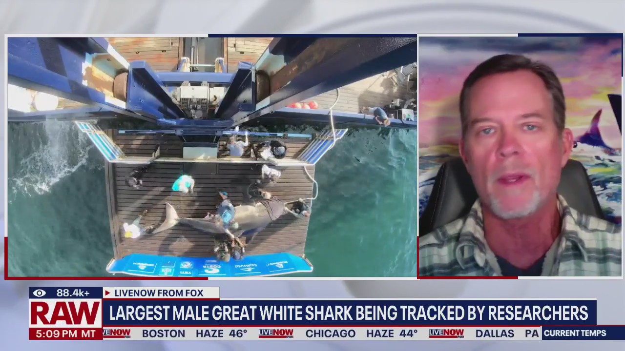 3 shark attacks off Sydney in just over 24 hours; man, boy in critical condition