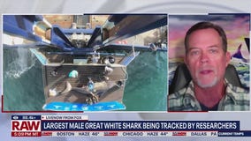 Largest male great white shark being tracked by researchers