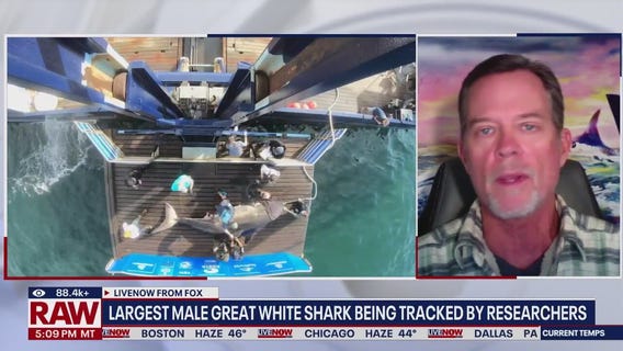 Largest male great white shark being tracked by researchers
