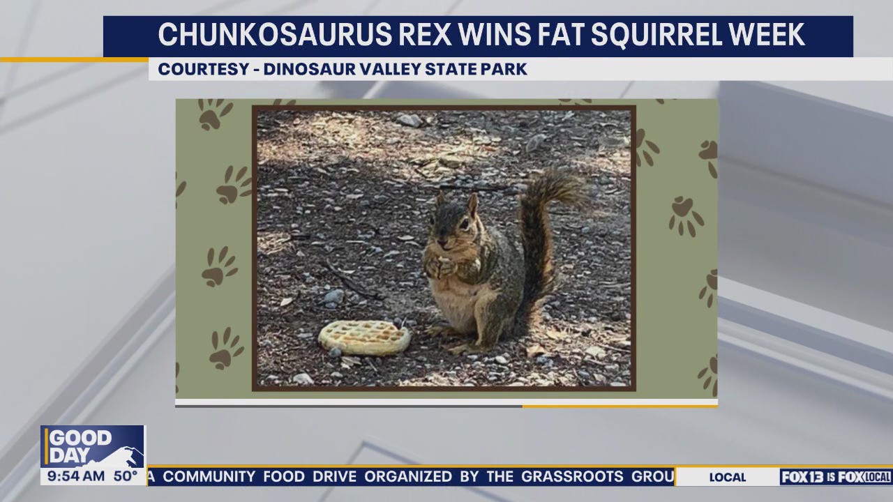 Chunkosaurus Rex Wins Fat Squirrel Week Honors