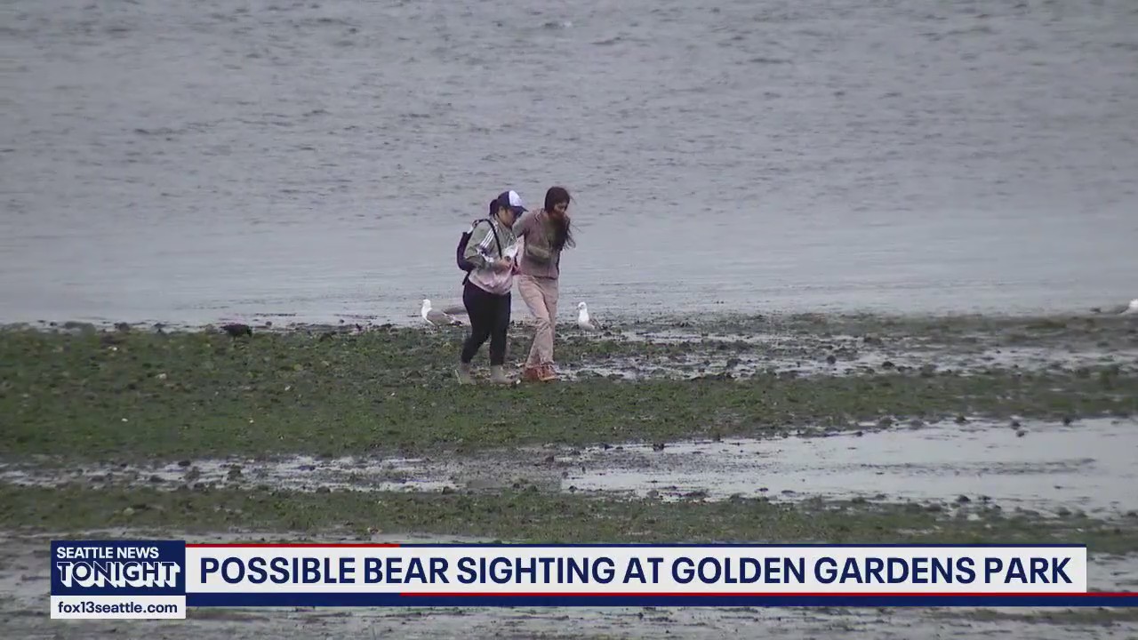 Possible bear sighting at Golden Gardens Park in Seattle