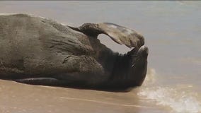 Rocky wins Chunky Seal Queen 2023!