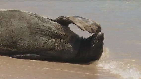 Rocky wins Chunky Seal Queen 2023!