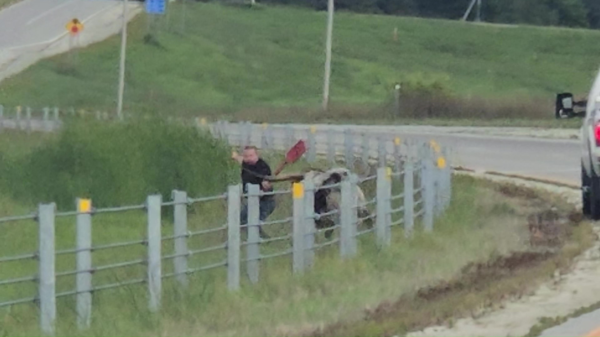 Loose bull roams along southern MN highway