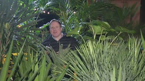 Pop-up urban oasis mixes with night market in SF's Cole Valley