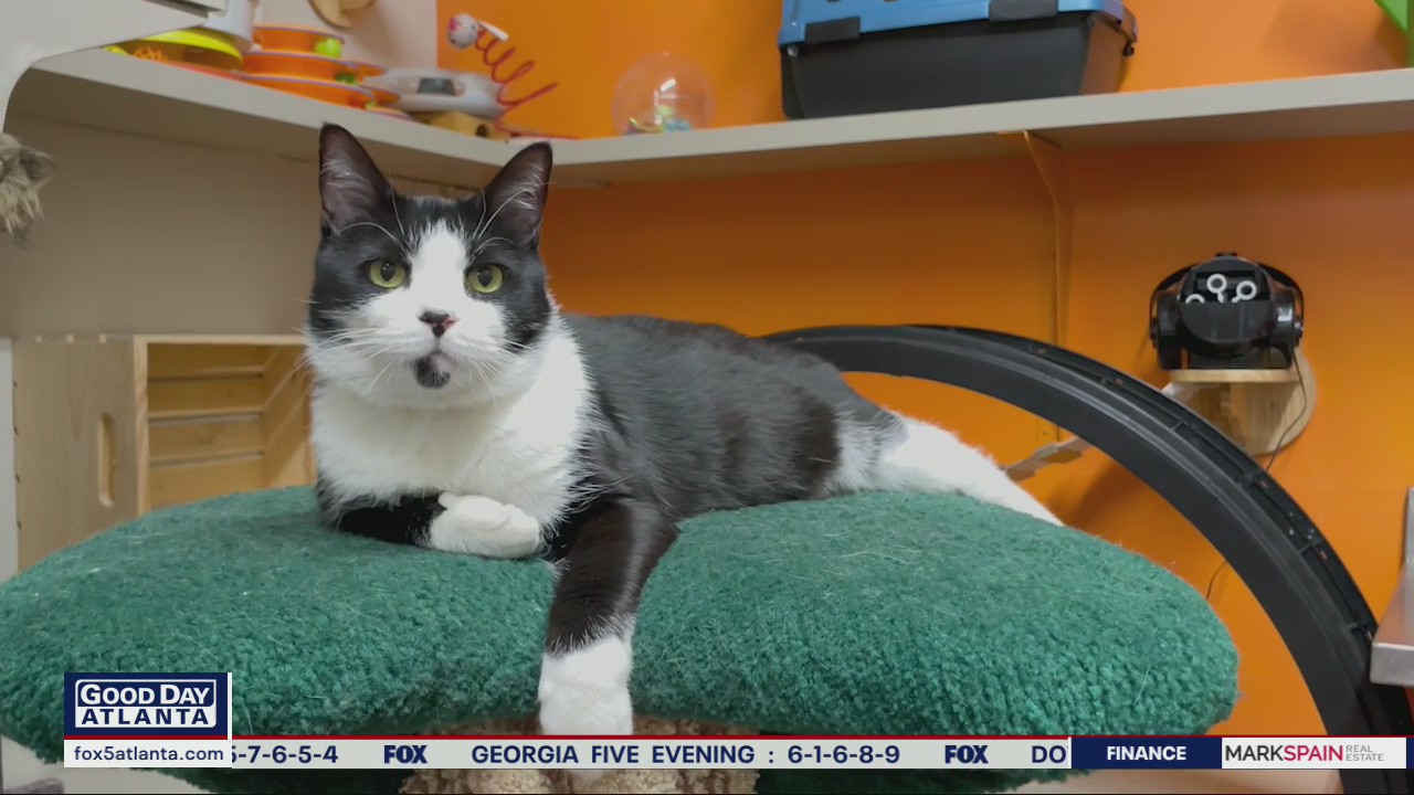 Pet of the Day from the Humane Society of Northeast Georgia.