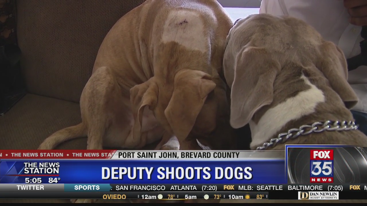 Deputy shoots two dogs he claims were aggressive