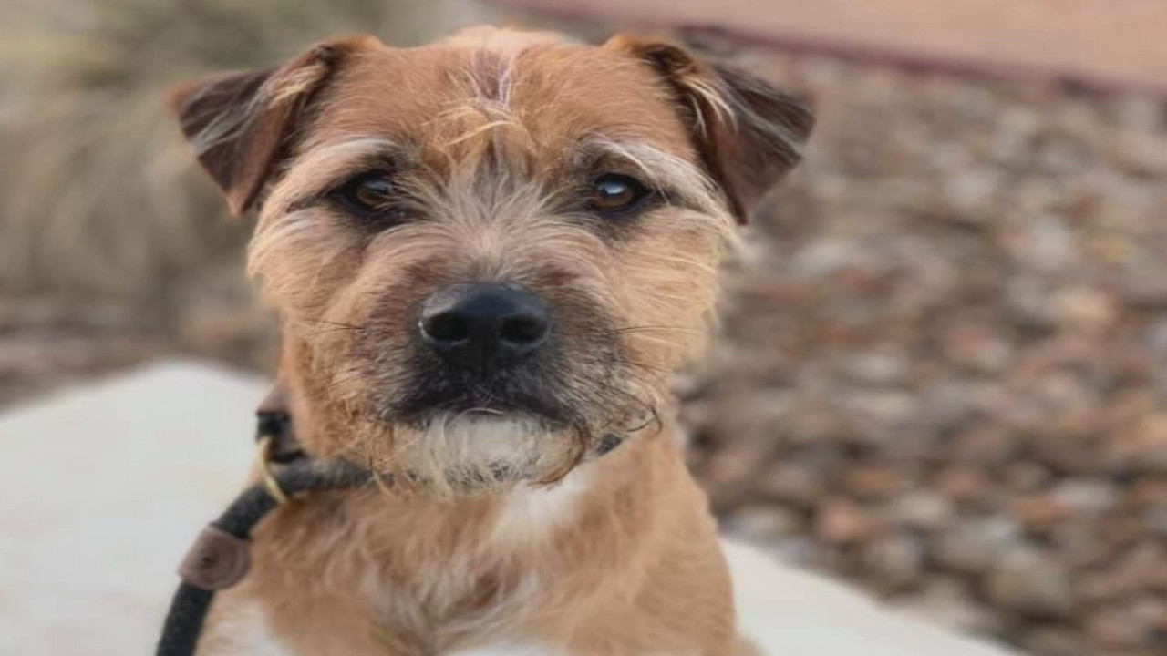 Pet of the Weekend: Scotty