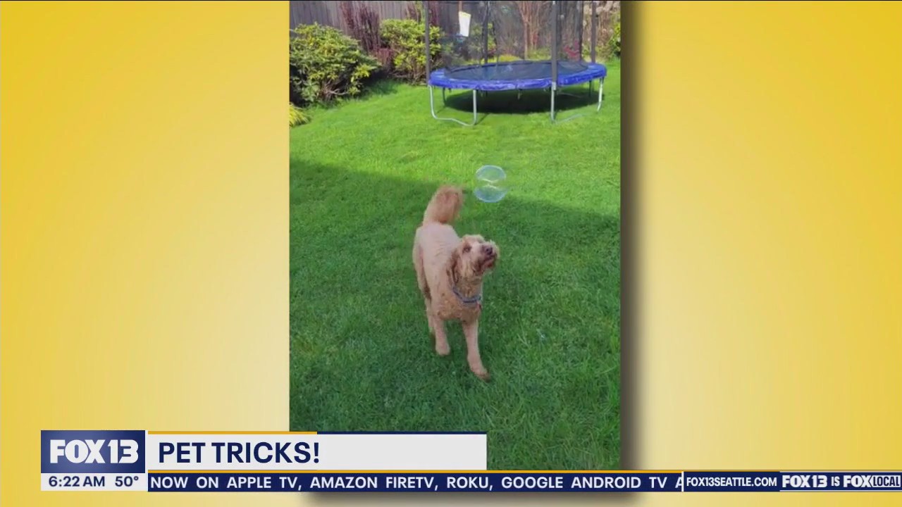 Good Day Pet Tricks Tuesday, June 18