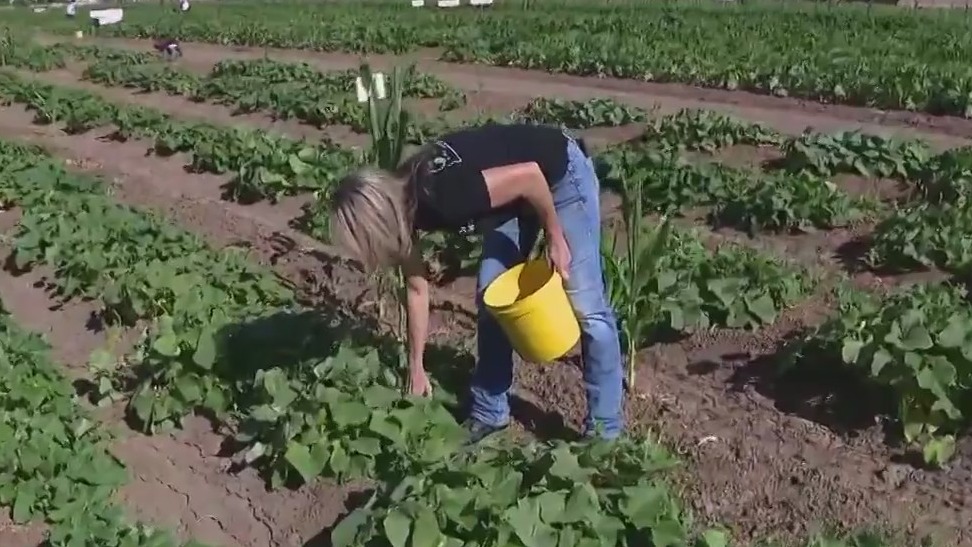 Picking produce at Tolmachoff Farms