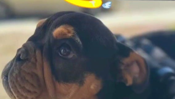 Family says 3 dogs killed by swarm of bees