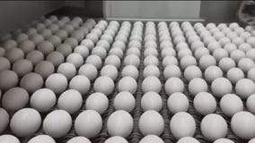 Millions of egg-laying chickens quarantined in Indiana