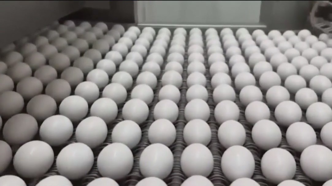 Millions of egg-laying chickens quarantined in Indiana