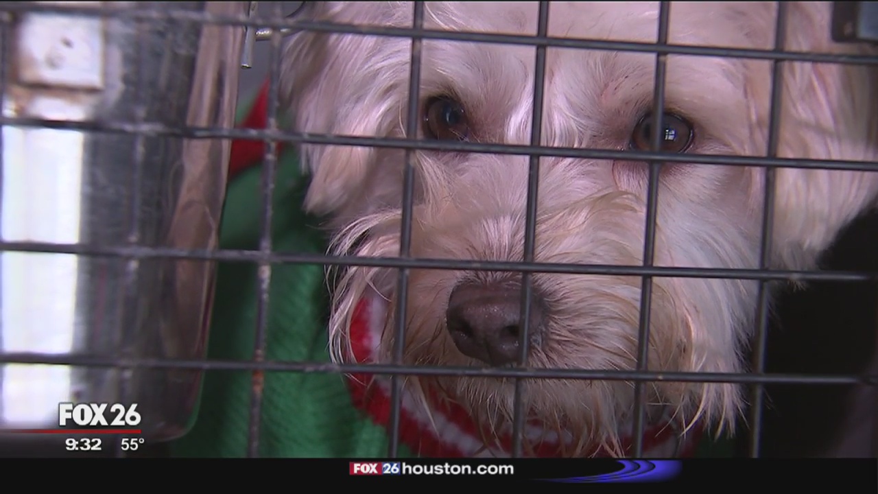 Lucky pups given a second chance