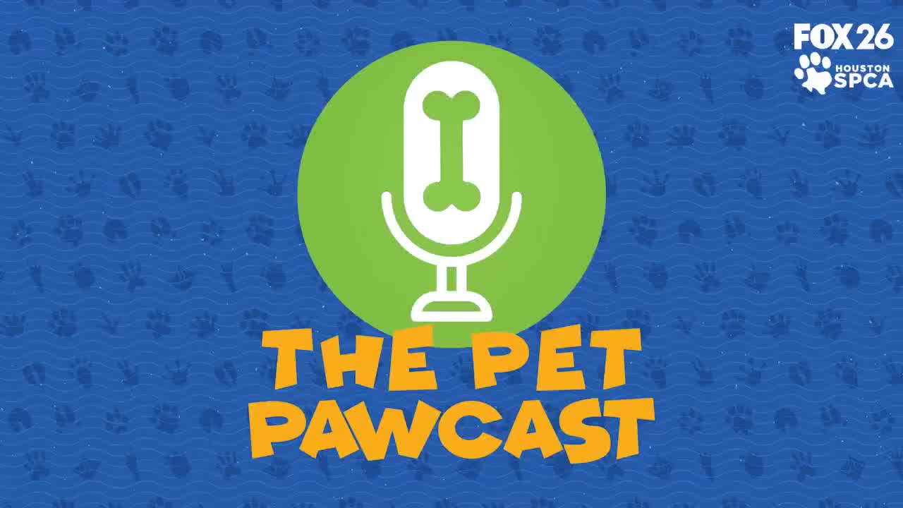 Pet Pawcast: How To Fix Dog Breath
