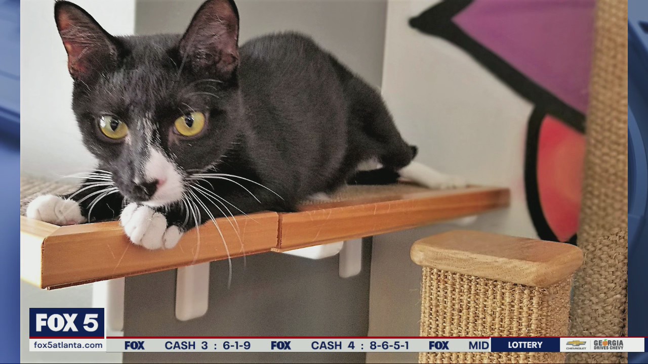 Pet of the Day from Humane Society of Cobb County