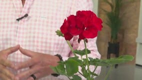 Tips to keep your garden going during the summer