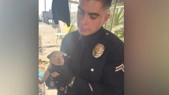 Dogs rescued from Skid Row puppy mill