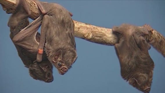 IDPH issues rabies warning after finding rabid bats in the state