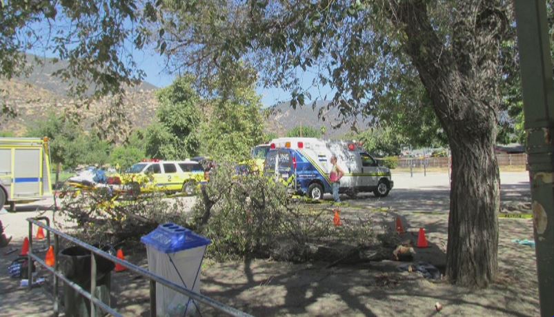 Children, teacher injured when tree branch falls on them at elementary school