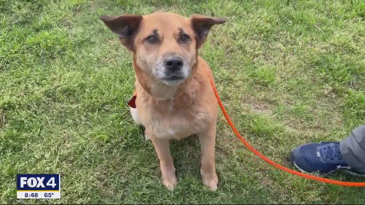 Dog of the Day: Shyla