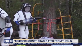 'Murder Hornet' eradicated from U.S., officials remain cautious