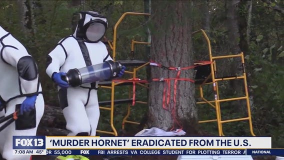 'Murder Hornet' eradicated from U.S., officials remain cautious