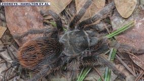New tarantula species discovered in southeast Arizona