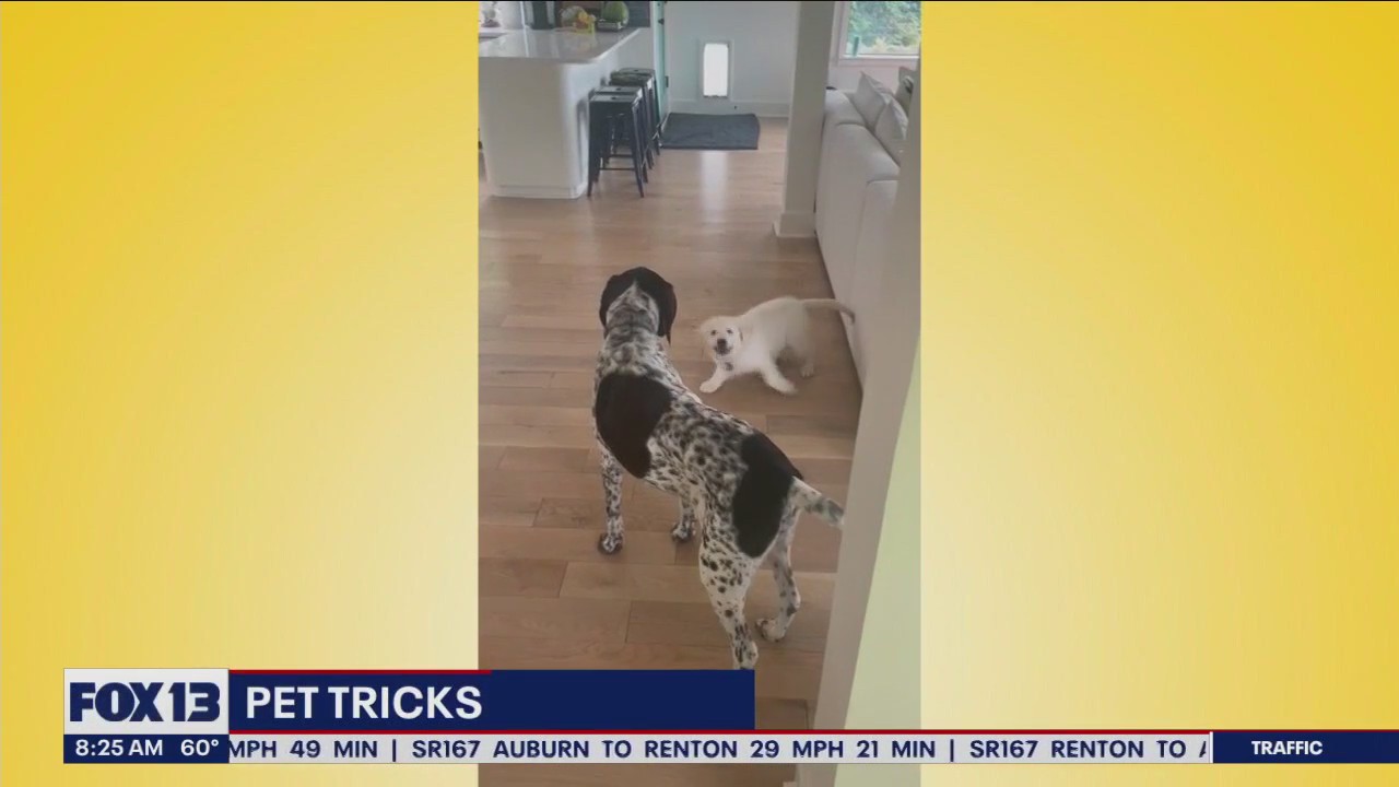 Good Day Pet Tricks for Thursday, July 6