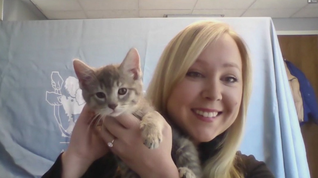 Anti-Cruelty Society offers $13 cat adoptions during Taylor Swift's Chicago stop