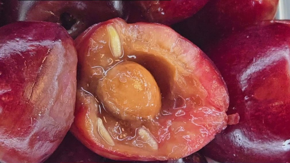 Maggot-filled cherries found at Metro Airport