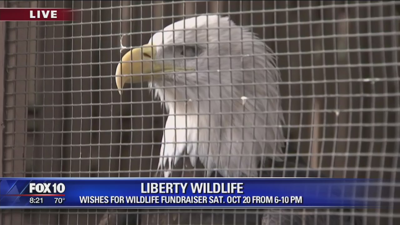 Cory's Corner: Liberty Wildlife