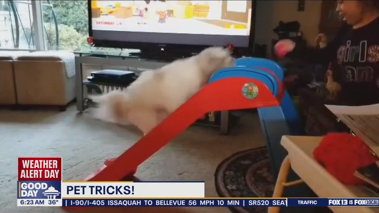 Pet Tricks for Tuesday, November 19