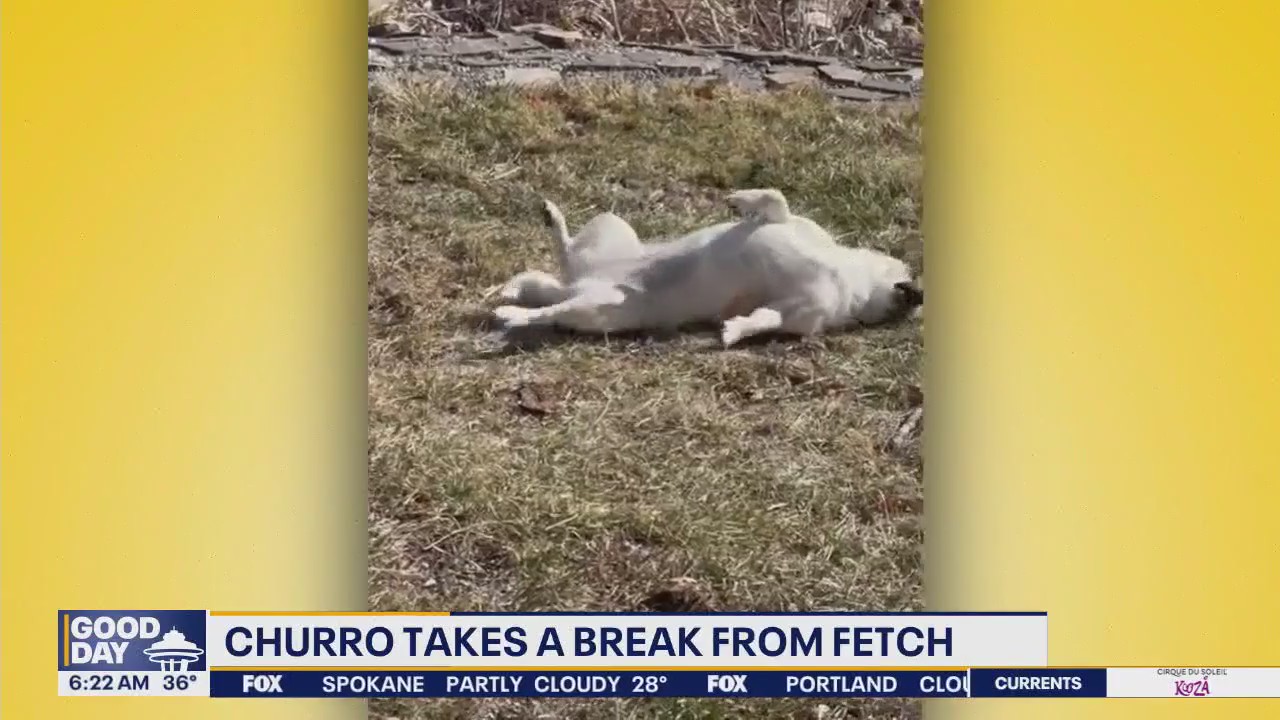 Pet Tricks for Friday, March 14