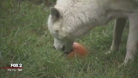 Smashing pumpkins event returns at Detroit Zoo