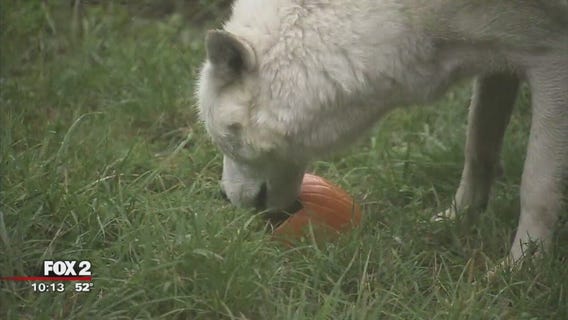 Smashing pumpkins event returns at Detroit Zoo