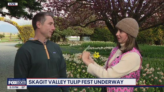 Skagit Valley Tulip Festival underway