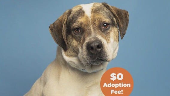 AZ Humane Society waives fees for all big dogs