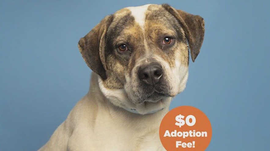 AZ Humane Society waives fees for all big dogs