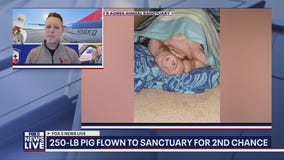 Stanley, the 250 lb pig, gets 2nd chance at life
