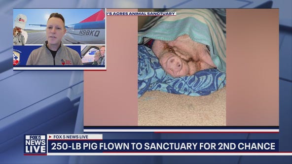 Stanley, the 250 lb pig, gets 2nd chance at life