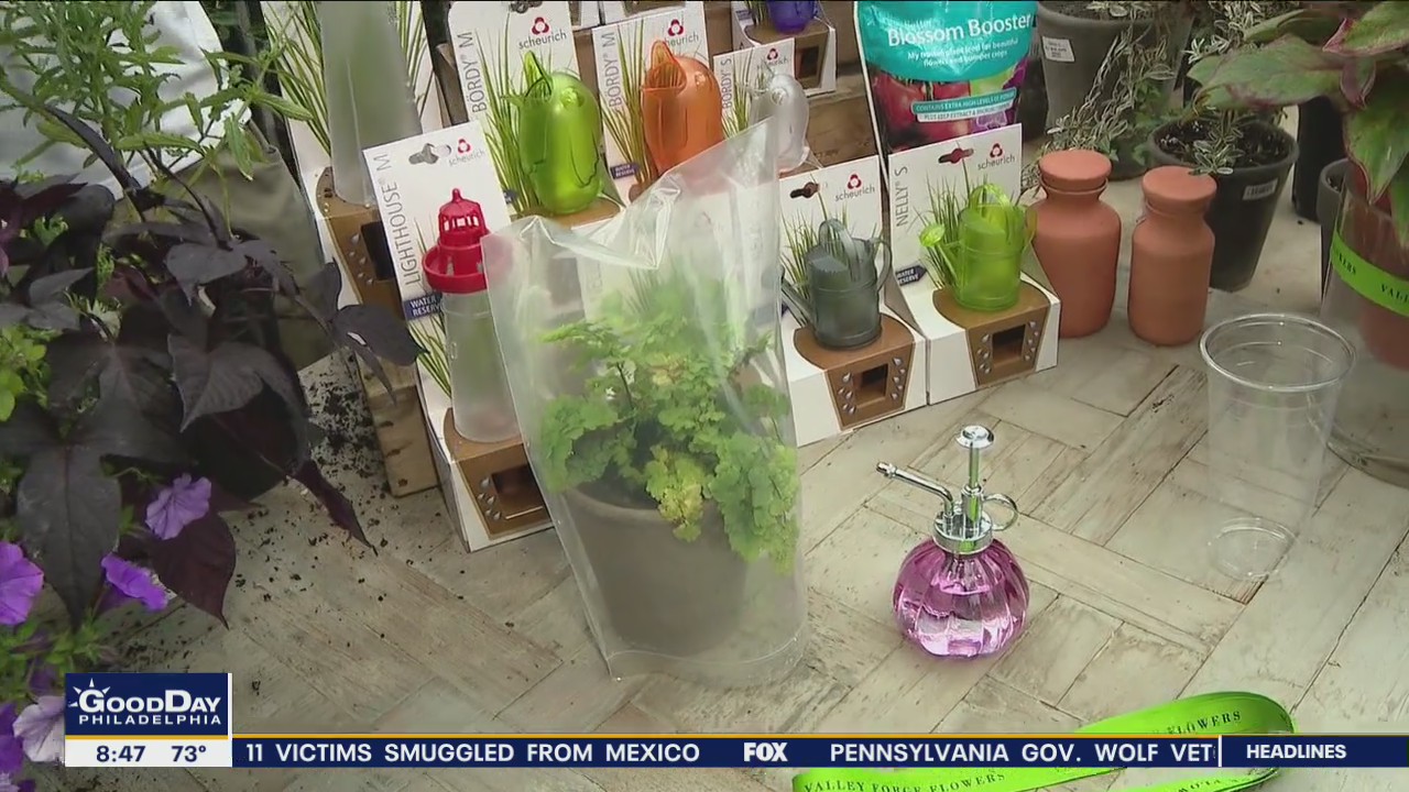 Bringing your plants back to life after a vacation