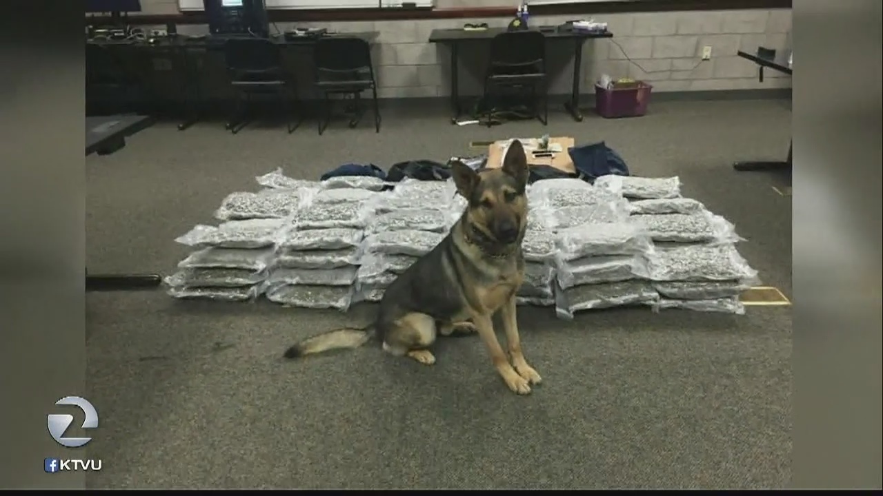 Drug-sniffing K9 makes 100 lb. plus pot bust in Sonoma Co.