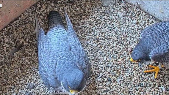 We Energies peregrine falcons die